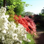 Random image: Azaleas