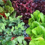 Starting a garden? Let’s start planning!