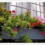 Window boxes – curb appeal without the curb!