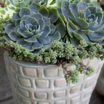 Random image: garden_container3
