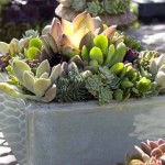 Gardening – skip the ground, use containers