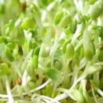 Gardening – Starting seeds indoors