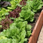 Gardening – getting your kids interested