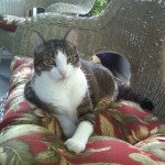 How to Organize your Pet’s Area and your Home