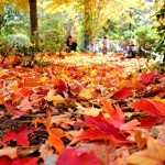 Home Solutions: Preparing your Home & Family for Fall