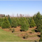 How Getting Started is Like a Christmas Tree….