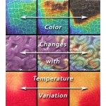 Random image: ceramic tile_color change 3