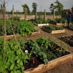 DIY Saturday #50 – How to Find Gardening Tips to Prepare your Garden (Video)