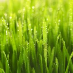 DIY Saturday #51 Outdoor Pest Control Tips for the DIY’er (Video)