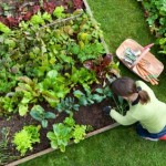 Guest Blogger: A Gardener’s Guide to Choosing Tools and Supplies