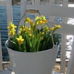 Informal Ways to Bring Spring Flowers into your Home
