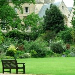 Easy Eco-Friendly Ways to Get Rid of Broad-Leaf Weeds