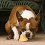 How to Effectively Clean your Pet’s Teeth with Ease