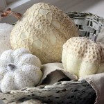 Follow Stagetecture’s Weekly Radio Show on Pinterest!