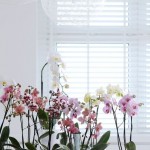 Guest Blogger: Beautifying your Winter Home with Indoor Orchids