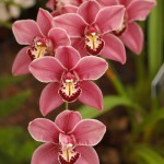 DIY Project: Starting your First Spring Flower Garden