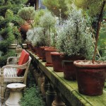 Garden Inspiration: Planting Potted Topiaries this Spring