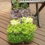 Guest Blogger: Spring Succulents & Gardening Plant Ideas