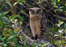 Traveling: The Sundarbans – See Largest Mangrove & Royal Bengal Tigers