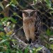 Traveling: The Sundarbans – See Largest Mangrove & Royal Bengal Tigers