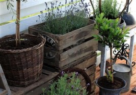 DIY Gardening: How to Plant a Spring Herb Topiary