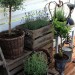 DIY Gardening: How to Plant a Spring Herb Topiary