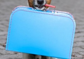Helpful Tips for Traveling with Dogs Internationally