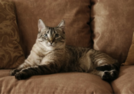 DIY Sat. #149 – Protect your Home with these DIY Cat Projects