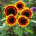 Gardening Tips: Choosing The Right Sunflower To Grow