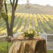 Travel: Tips for Attending an Inspiring Wine Tasting Tour