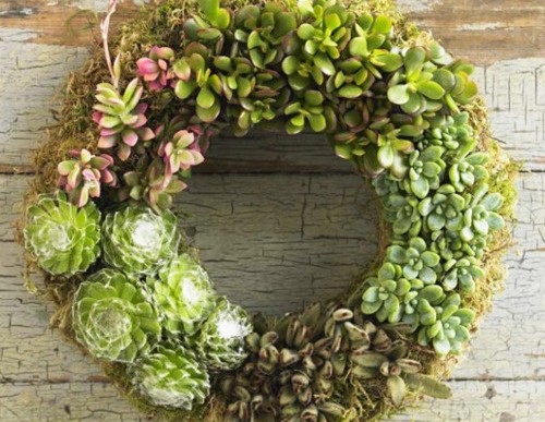 3 Ways to Display Succulents you Haven’t Considered