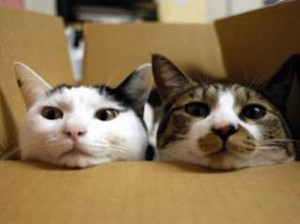 cats_boxes