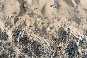 seashells outdoor beach copy