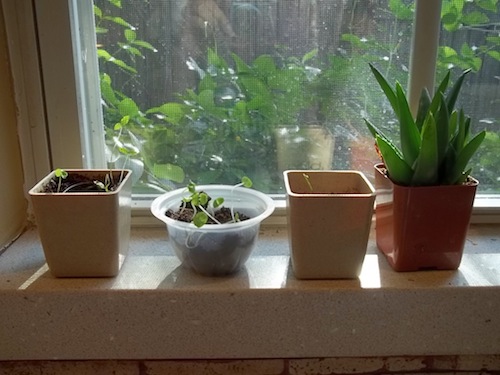 Del Montre fruit cups - reuse for plants window full 4