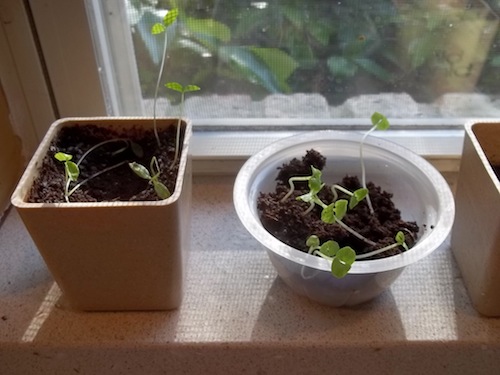 Del Monte fruit cups reuse for plants window