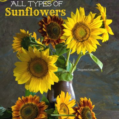 Gardening Tips: Choosing The Right Sunflower To Grow