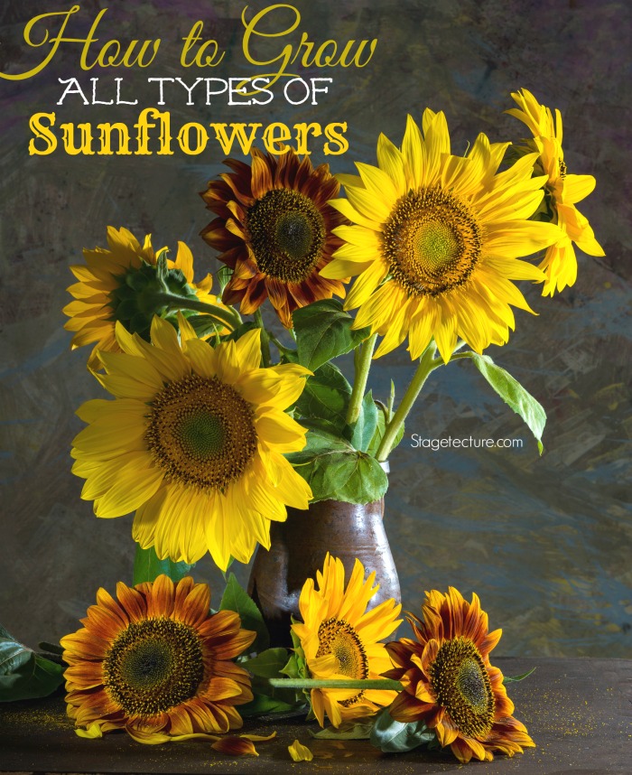 how to grow sunflowers gardening
