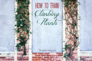 how to train climbing plants