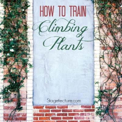 How to Train Climbing Plants (Video)