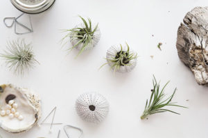 christmas-party-favor-air-plants