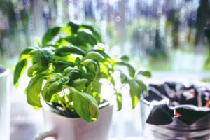 https://stagetecture.com/wp-content/uploads/2014/04/basil-herbs.jpg