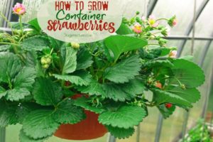 container garden strawberries edibles