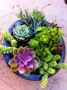 Perfect for first time gardeners, succulents are easy to propagate and care for.