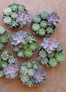 Succulents make great gifts!