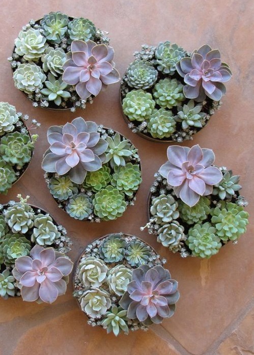 Succulents make great gifts! 