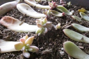 New baby plants will sprout from the mother leaf in a few weeks