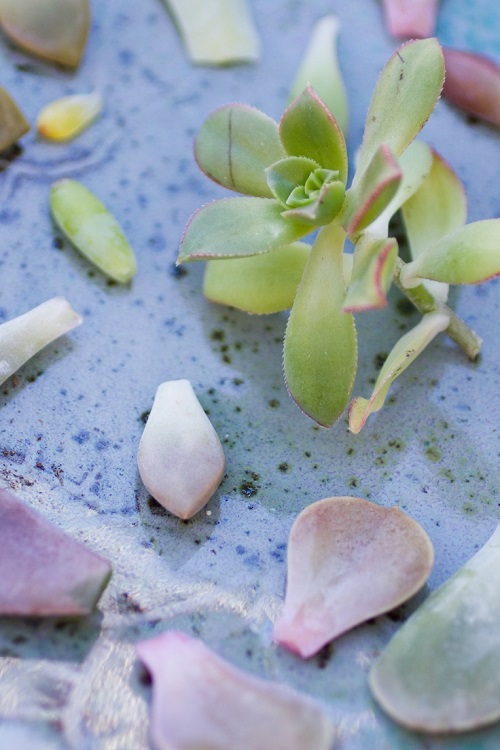 Succulents are easy to propagate with leaves or stem from an existing plant