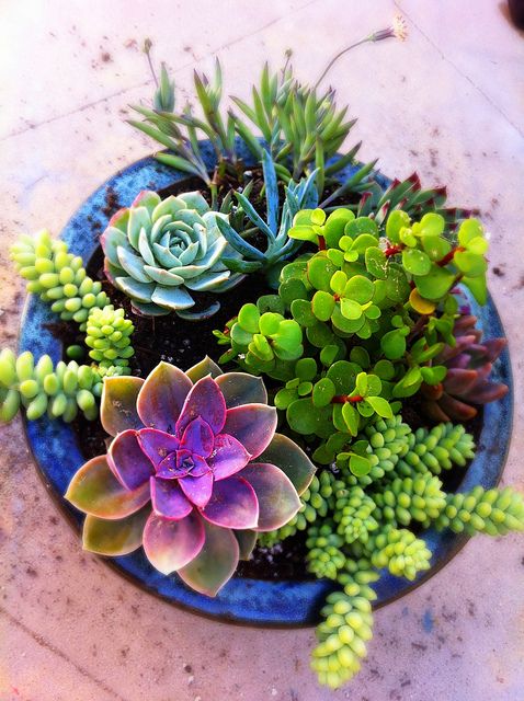 Perfect for first time gardeners, succulents are easy to propagate and care for. 