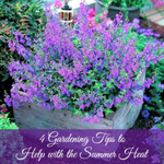 Summer heat gardening tips