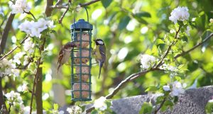 Backyard Bird Feeder